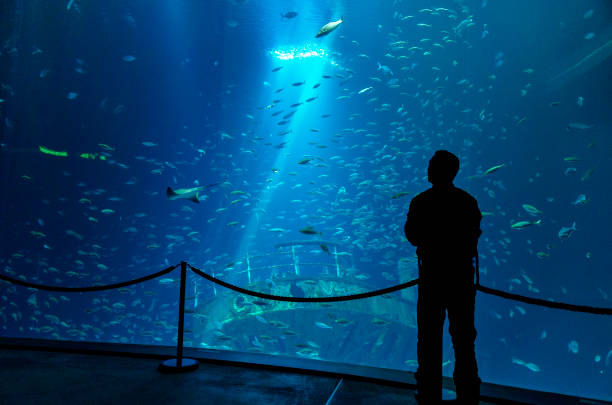 Rear view of man looking at shark in aquarium