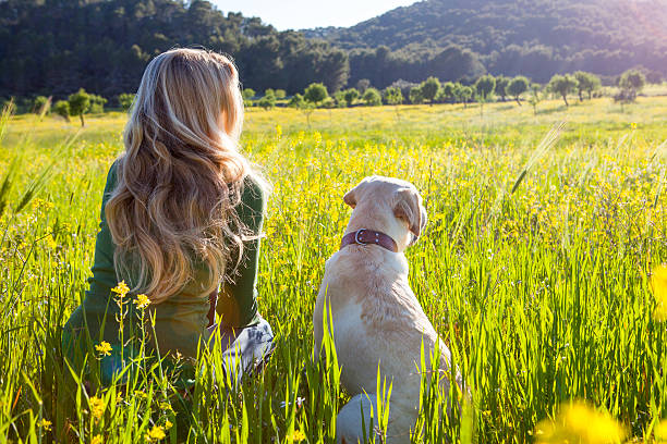 rear view of mature woman and labrador retriever sitting in sunlit wildflower meadow - beautiful dog stock pictures, royalty-free photos & images