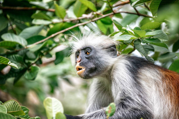 red colobus monkey picture