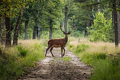 Red deer crossing a sand path in the middle of a forest in a wildlife park, the Veluwe, The Netherlands
