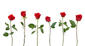Red Roses (XXL)