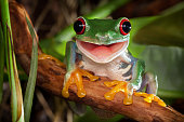 Red-eyed tree frog smile