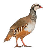 Red-legged Partridge, Alectoris rufa