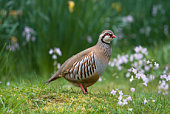 A red-legged partridge in a grassy area
