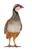 Red-legged Partridge or French Partridge, Alectoris rufa standing