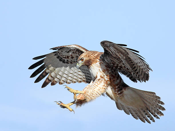 red-tailed hawk - hawk stock pictures, royalty-free photos & images