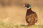 Ringnecked pheasant male, Phasianus colchicus, in beautiful light.