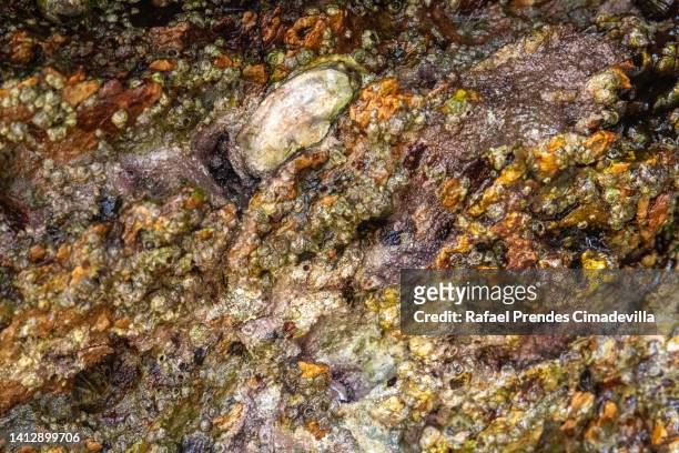 rocks coast asturias where small molluscs