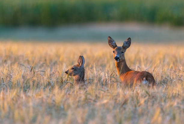 roe deer with fawn - deer stock pictures, royalty-free photos & images