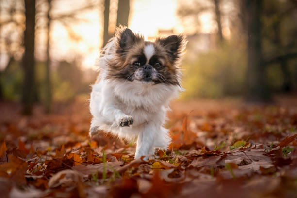 Peke dog: Image Credit - Getty