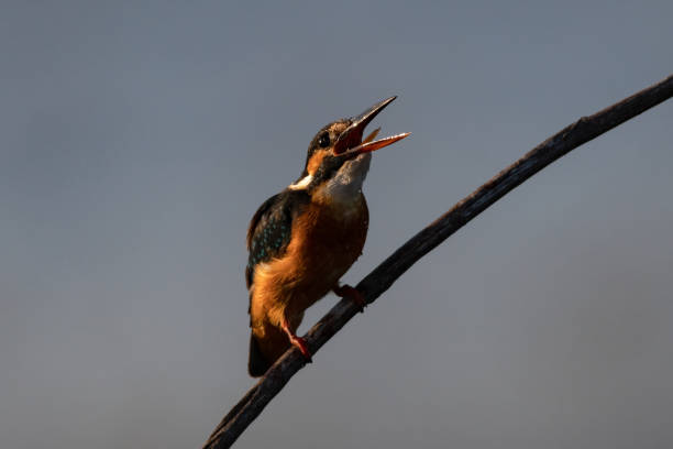 Sa s bng chanh,Low angle view of kingfisher perching on branch,Vietnam
