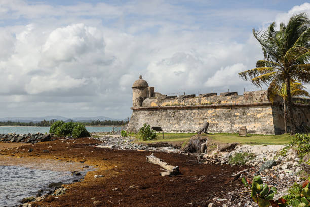 PRI: Near-Record Amounts Of Seaweed Smother Caribbean Coasts