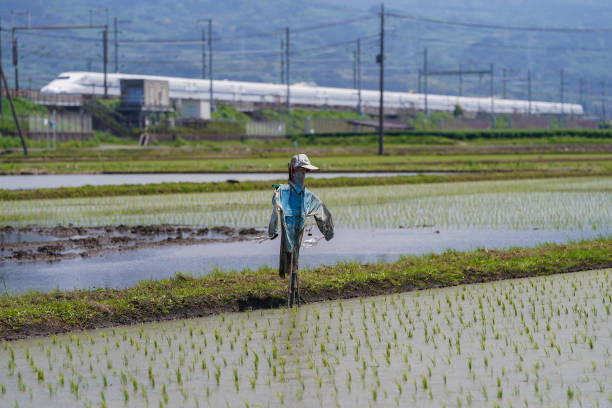 JPN: Rice Paddies During Planting Season