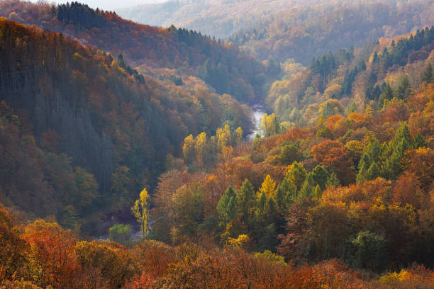 Scenic view of forest during autumn,Germany