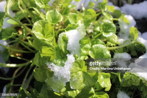 scurvygrass with snow garden winter