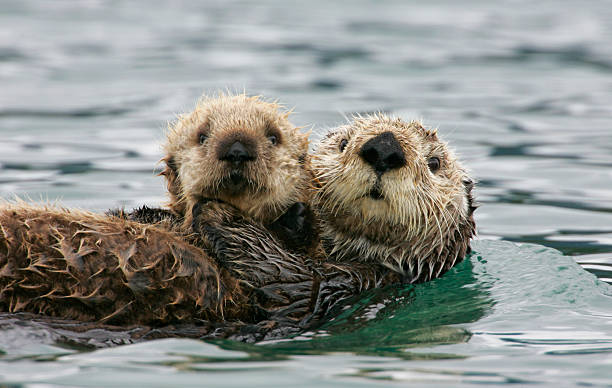sea otter with pup - otter stock pictures, royalty-free photos & images