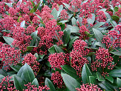 Seasonal red skimmia flowers, winter, evergreen shrub (Skimmia japonica 'Rubella')