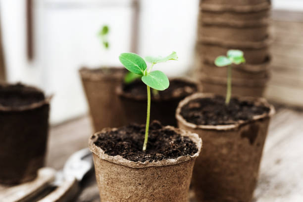 plant pots plant pots