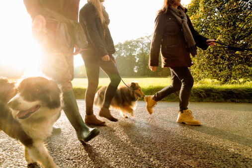 Картинки по запросу режима питания и прогулок у собак