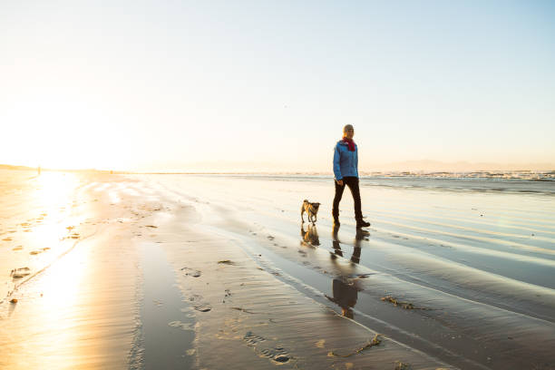 senior woman walking her dog on the beach at dawn - beautiful dog stock pictures, royalty-free photos & images