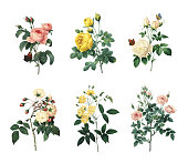 Set of various roses | Antique Flower Illustrations