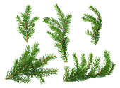 Several green fir branches