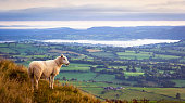 Sheep above misty countryside