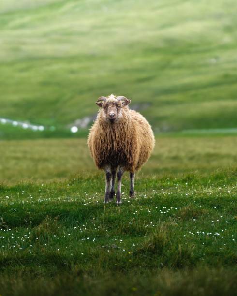 Sheep in a meadow, Suduroy, Faroe Islands
