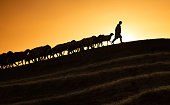 Shepherd leading his goats and sheep at sunset time