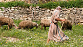 Shepherd walking with herd of sheep along stone wall