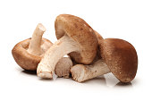 Shiitake mushroom  isolated on white background