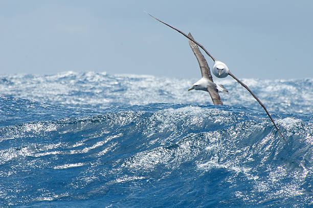 shy  and black browed albatross over waves - albatross stock pictures, royalty-free photos & images