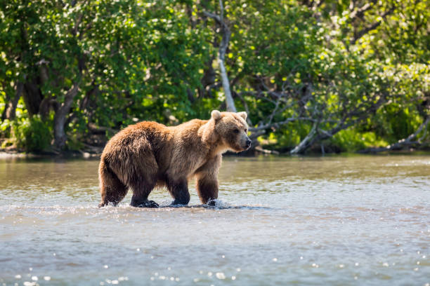 Side view of brown grizzly kodiak brown bear walking in lake,Russia
