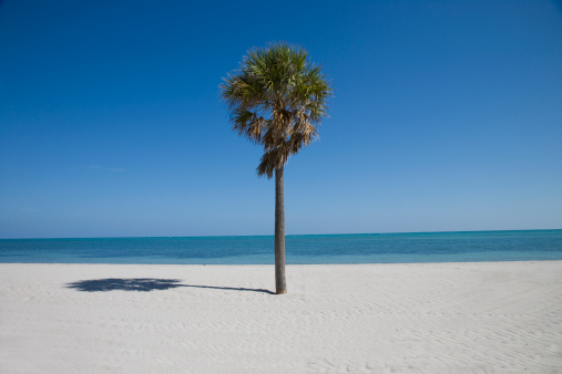 Single palm tree on Crandon Beach