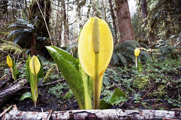skunk cabbage - western skunk cabbage stock pictures, royalty-free photos & images