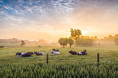Sleeping cows at sunrise