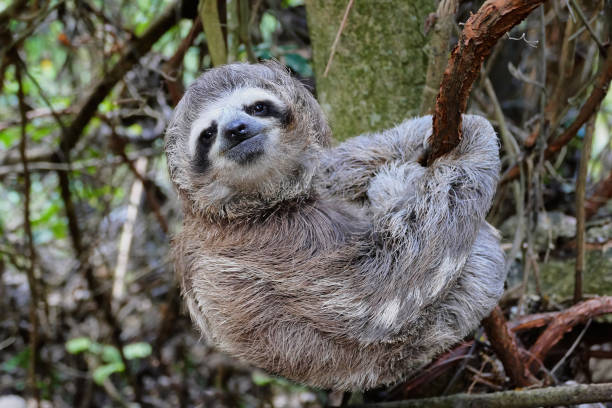 sloth baby hanging from a tree branch in natural environment - sloth animal stock pictures, royalty-free photos & images