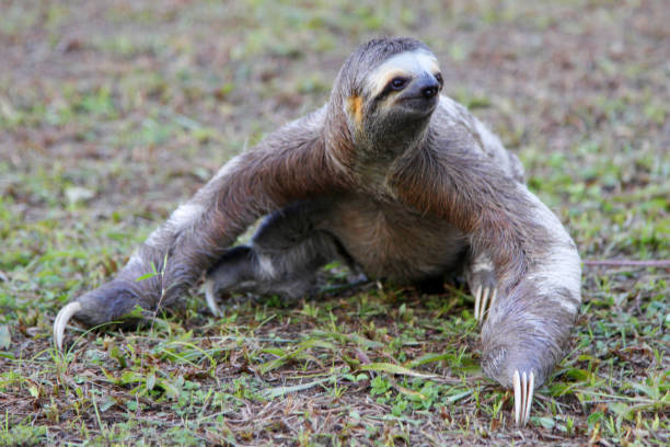 sloths - sloth animal stock pictures, royalty-free photos & images