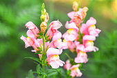 Snapdragons. Snapdragon pink flowers in the garden. Spring and summer background. Vertical photo
