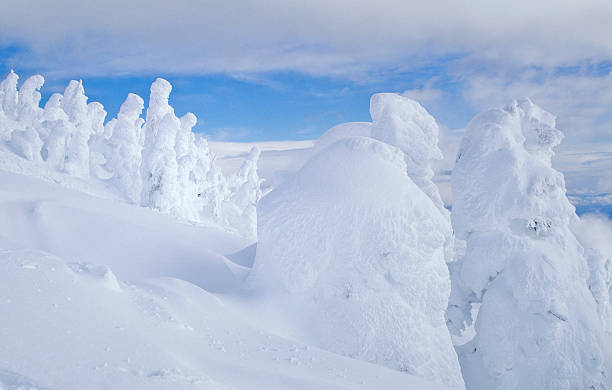 Snow Giants Are Trees Covered In Hoar Frost, Mt. Washington Ski Area, Vancouver Island, Bc