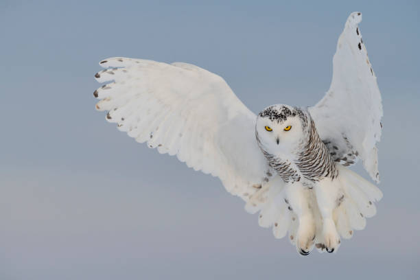 snowy owl hovering, bird in flight - owl stock pictures, royalty-free photos & images