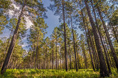 South Carolina Pine