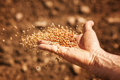 sower's hand with wheat seeds