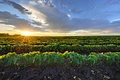 Soybean field at sunrise.
