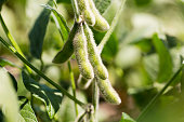 Soybean in the pod