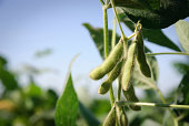 Soybean pods and leaves