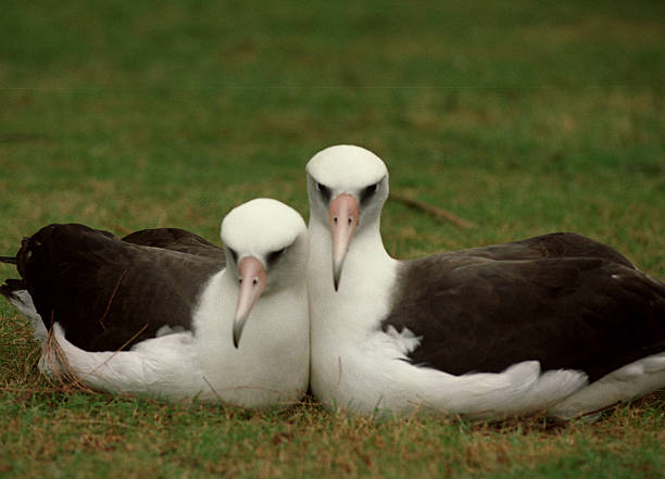 SPmidway#41204LA/G A nesting pair of Laysan Albatross popularly know as Gooney Birds on Midway Atoll Sports server