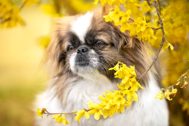 spring portrait of a pekingese dog picture