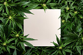 Square card among marijuana plants