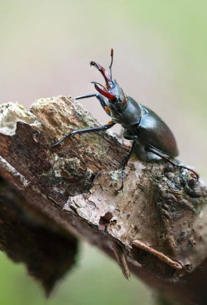 Stag beetle (Lucanus cervus), male sitting on deadwood, Essen, North Rhine-Westphalia, Germany